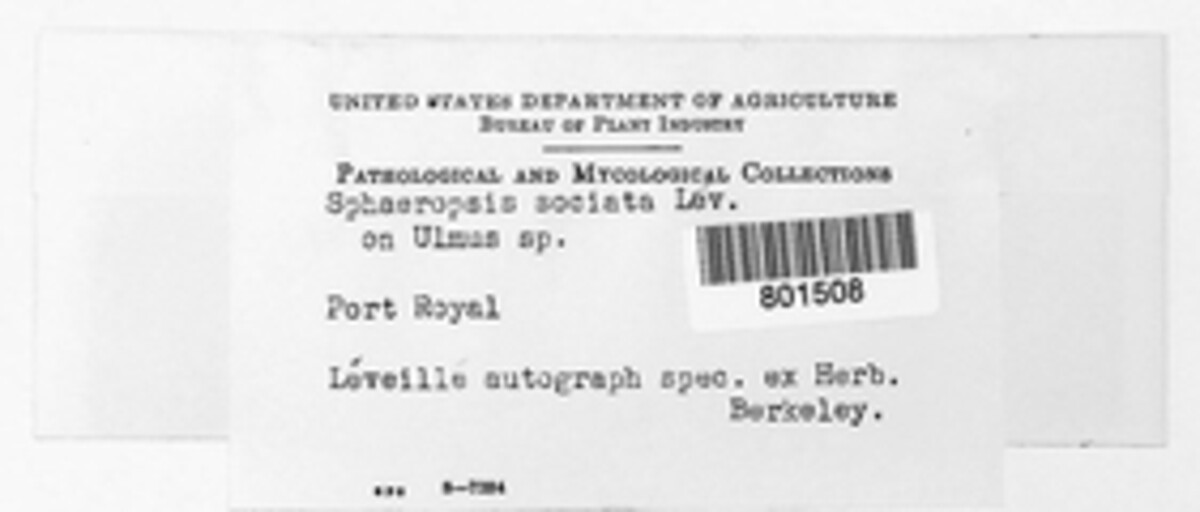 Botryodiplodia sociata image